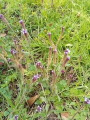 Verbena hispida