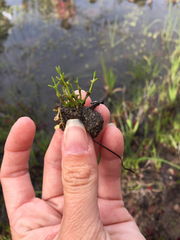 Crassula aquatica