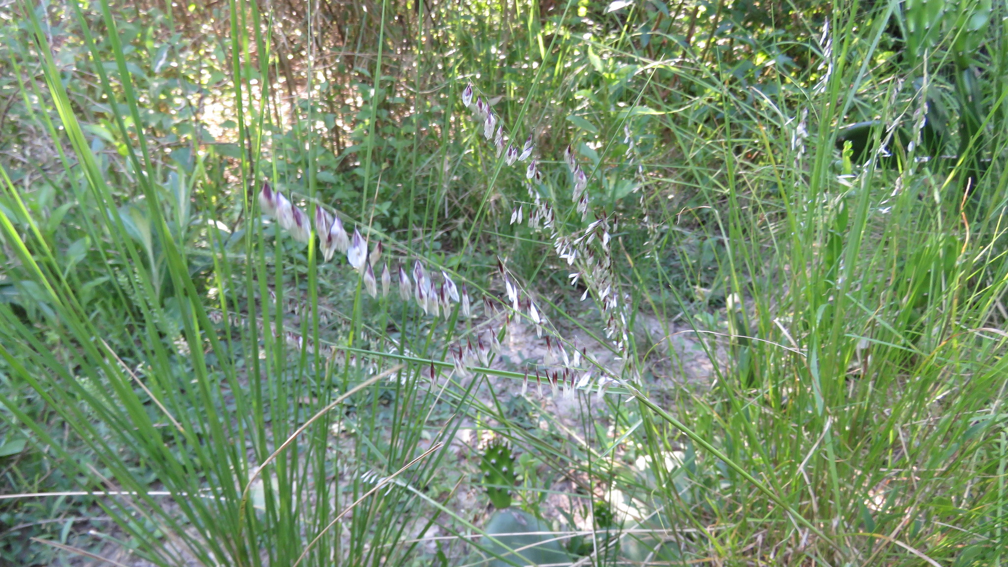 Melica rigida