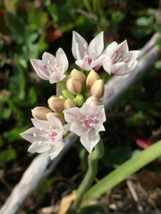 Allium praecox