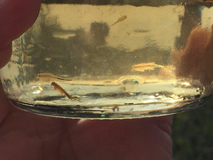 Branchinecta sandiegonensis