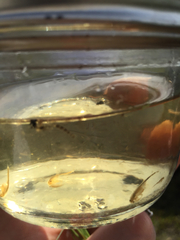 Branchinecta sandiegonensis