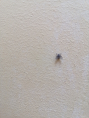 Clogmia albipunctata