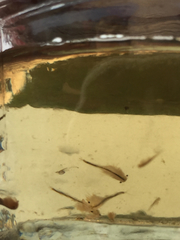 Branchinecta sandiegonensis