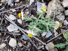 Melampodium cinereum