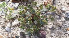 Chorizanthe corrugata