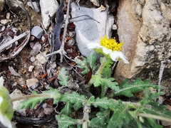Melampodium cinereum