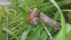 Helminthoglypta stiversiana