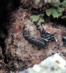 Anurophorus