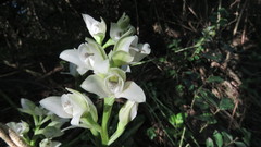 Chloraea membranacea