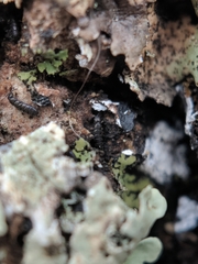 Anurophorus