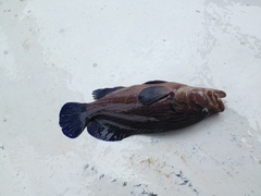 Cephalopholis formosa