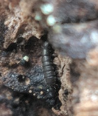 Anurophorus