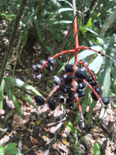 Chamaedorea oblongata, photograph 4