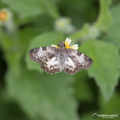 Chiomara asychis