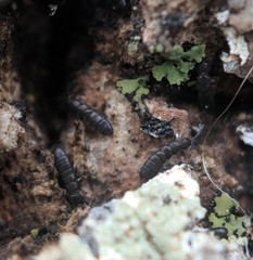 Anurophorus