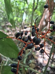 Chamaedorea oblongata, photograph (c) Fredy Gonzalez, some rights reserved (CC BY)