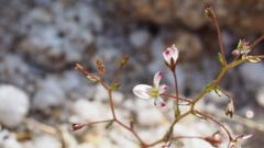 Nemacladus orientalis