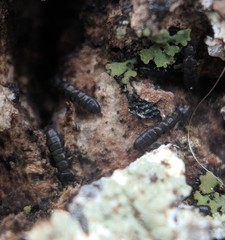 Anurophorus