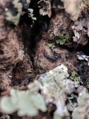 Anurophorus