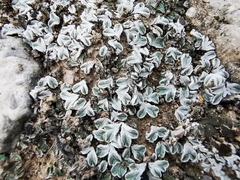 Riccia albida