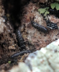 Anurophorus
