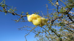 Cephisus siccifolius