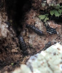 Anurophorus