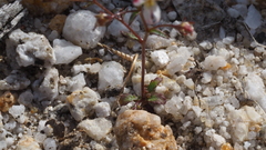 Nemacladus orientalis