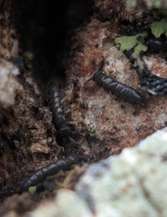 Anurophorus