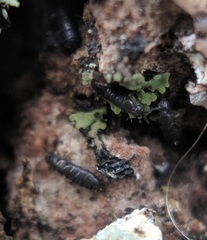 Anurophorus
