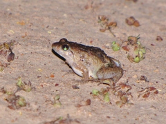 Phrynobatrachus acridoides