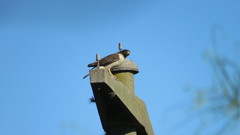Rupornis magnirostris