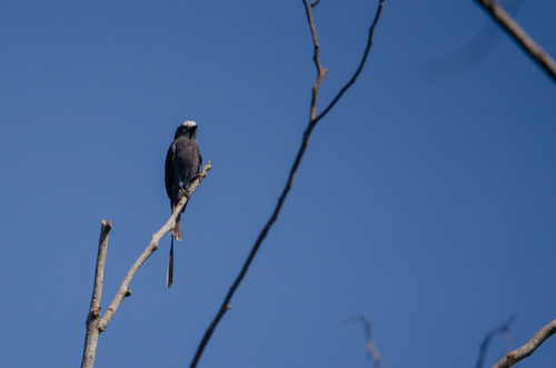 Long-tailed Tyrant