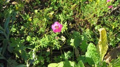 Modiolastrum gilliesii