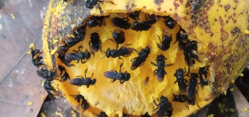 Spiny-legged Stingless bee