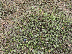 Acaena microphylla pauciglochidiata