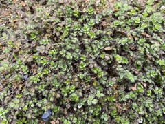 Acaena microphylla pauciglochidiata