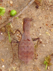 Ligaria