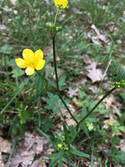 Ranunculus occidentalis occidentalis