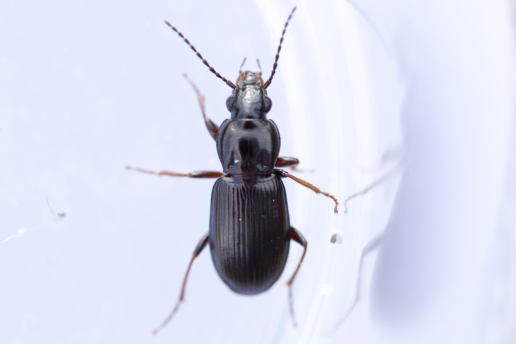 Pterostichus femoralis