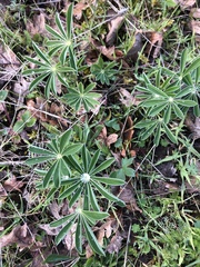 Lupinus oreganus