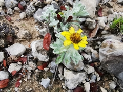 Thymophylla micropoides