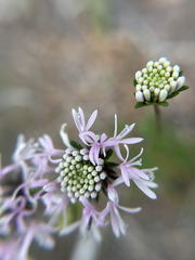 (c) sblumen, some rights reserved (CC BY) Marshallia mohrii, photograph (c) sblumen, some rights reserved (CC BY)