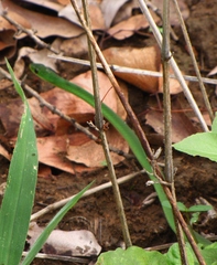 Philothamnus hoplogaster