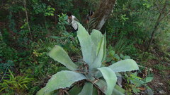 Agave seemanniana