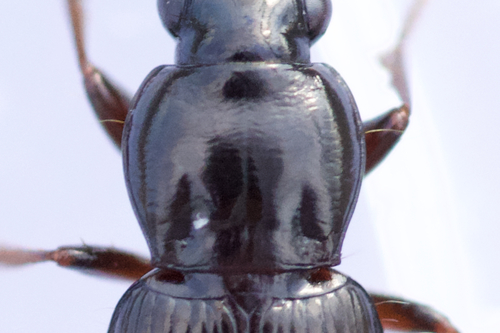 Pterostichus femoralis photo 2