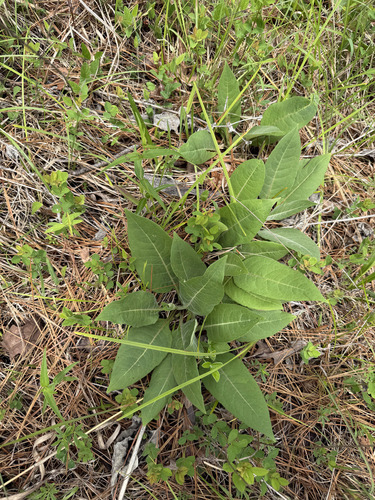 Silphium glutinosum, photograph 6