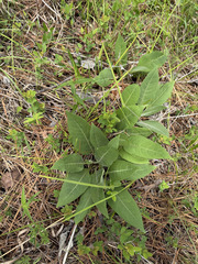 Silphium glutinosum, photograph (c) sblumen, some rights reserved (CC BY)
