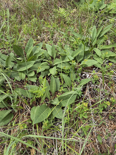 Silphium glutinosum, photograph 5